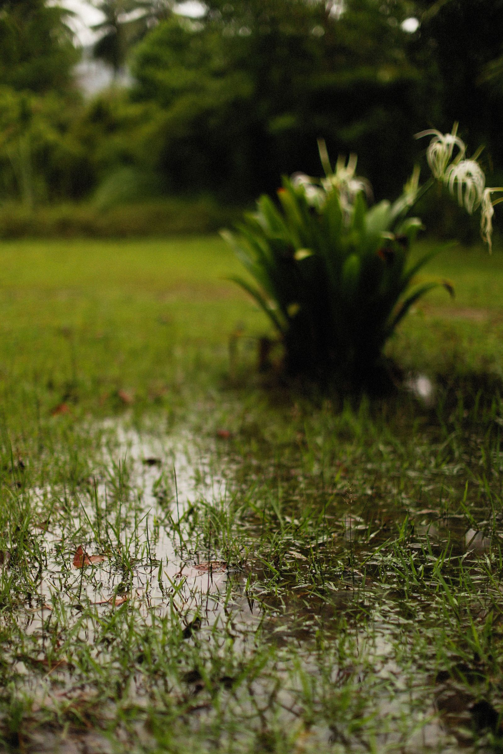Waterlogged grass and standing water after rain